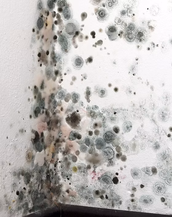Mold/Mildew Odor