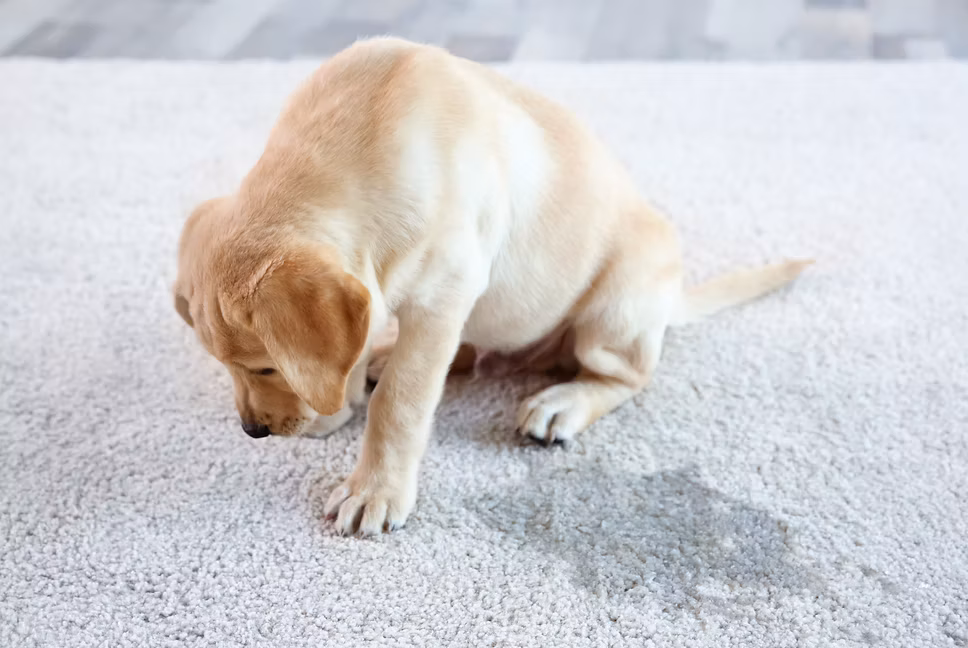 Dog Urine